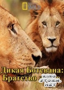 Дикая Ботсвана: Братство львов (2014)