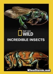 National Geographic. Удивительные насекомые (2015)