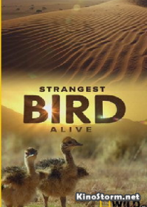 National Geographic. Жизнь необычной птицы (2005)