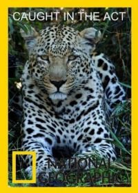 National Geographic. В объективе: Необычное поведение животных (2007)