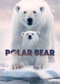 Полярный медведь (2022)