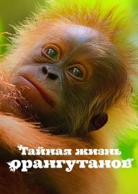 Тайная жизнь орангутанов (2024)