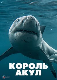 Король акул (2024)