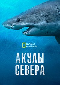 Акулы севера (2025)