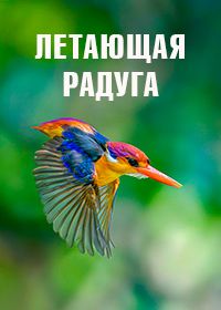 Летающая радуга (2016)