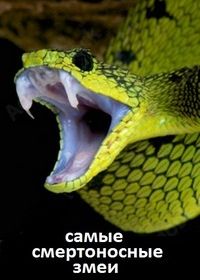 Самые смертоносные змеи в мире (2020)