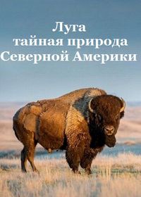 Луга: тайная природа Северной Америки (2019)