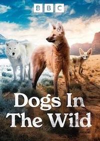 Собаки в дикой природе (2022)