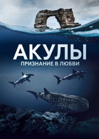 Акулы. Признание в любви (2022)
