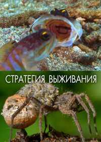 Стратегия выживания (2017)