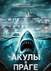 Акулы в Праге (2025)